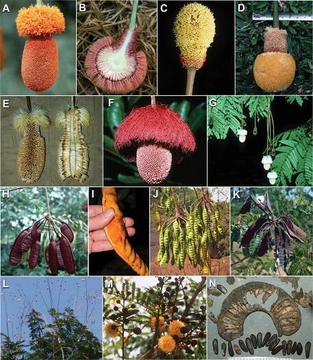 Advances in Legume Systematics 14. Classification of Caesalpinioideae. Part 2: Higher-level classification