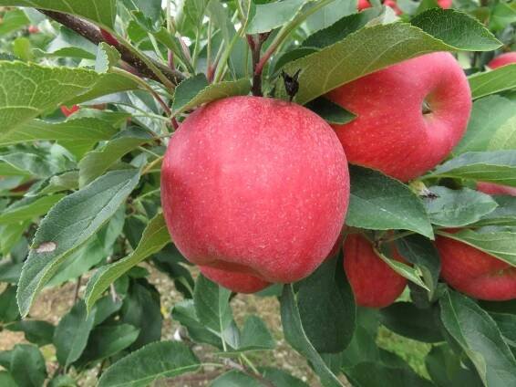 apple-2828840_960_720.jpg