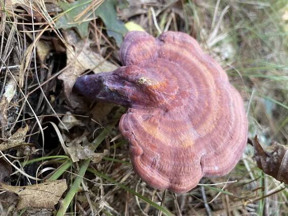 Ganoderma curtisii: Identification, Habitat, and Uses