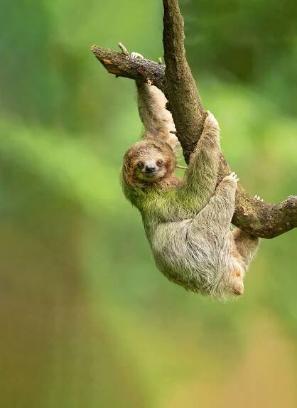 sloth hanging from tree, smiling