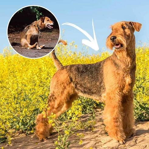 SuperChews Glands - Love2Dogs