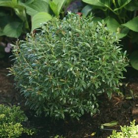Gem Box Inkberry Holly planted in garden