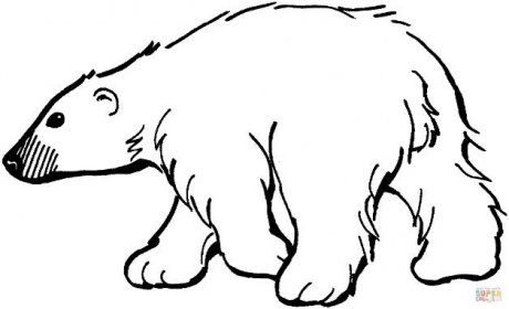 Medvěd lední 9 omalovánka | Omalovánky k Vytisknutí Zdarma