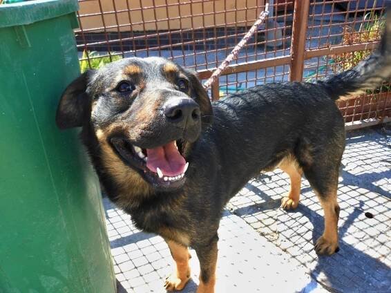 Psi k adopci z útulků, azylů a neziskových organizací