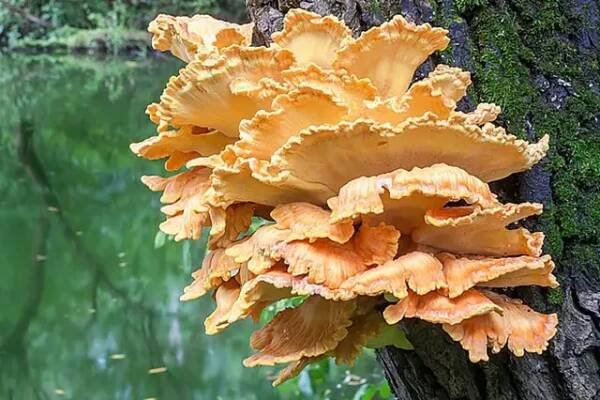sírovec žlutooranžovýž (Laetiporus sulphureus)