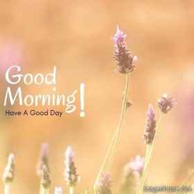 24+ Best Good Morning Flowers Images For a Friend Download Now 13