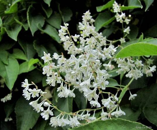 Opletka čínská (Fallopia aubertii)