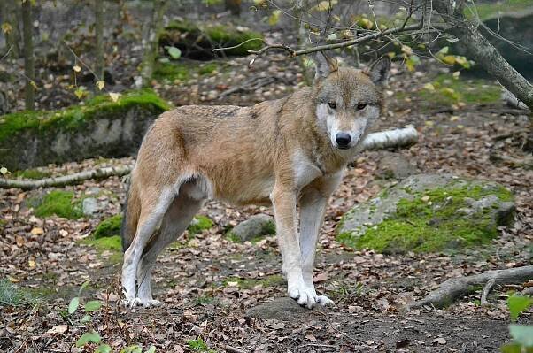 Základová fotografie na téma @ venku, arktický vlk, biologie vlka, canis, canis lupus, chování vlka, divočina, divoké zvíře