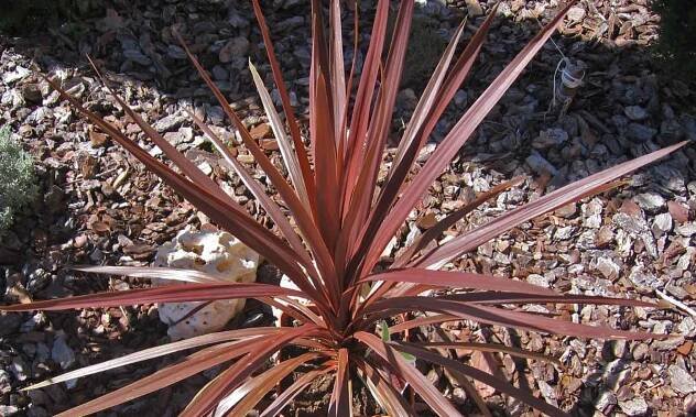 Cordyline RED STAR