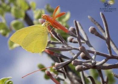  The vibrant red flower of the mistletoe attracts butterflies such as the Large Orange Sulphur (Phoebis agarithe).  La Paz, BCS, Mexico 