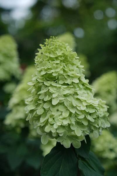 Limelight Prime® - Panicle Hydrangea - Hydrangea paniculata Images | Proven Winners