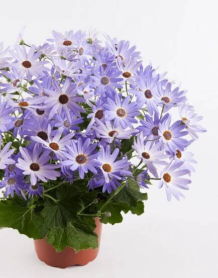 Senetti Lavender