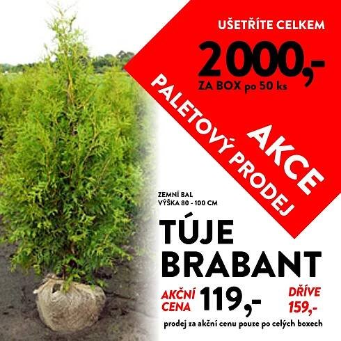AKCE paletový prodej - túje :: Zahradnictvi-plzen7