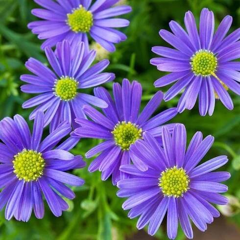 Gallery – FLOWERSOPEDIA