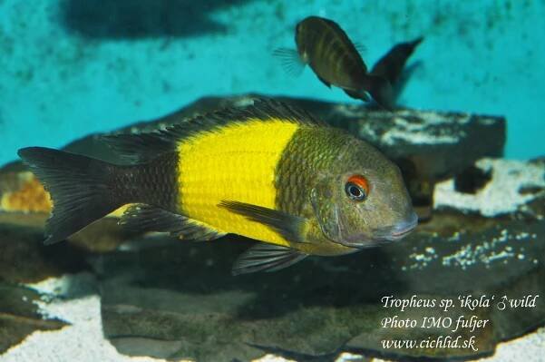 tropheus-sp-ikola