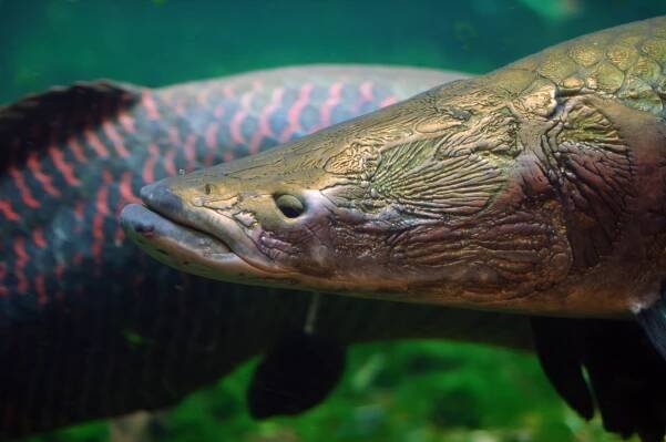 Arapaima velká