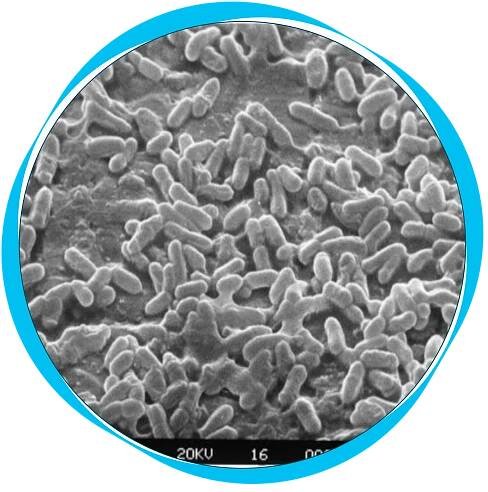 biofilm-foto
