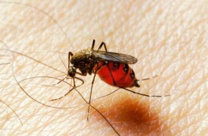Na malárii zemřelo v roce celkem 731 tisíc lidí.