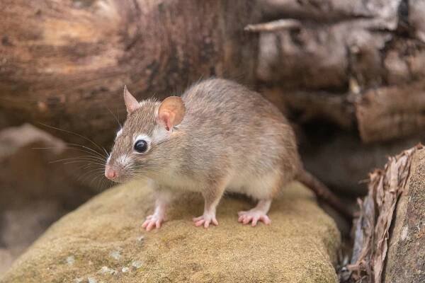 krysa: Rattus rattus – statný hlodavec z čeledi myšovitých