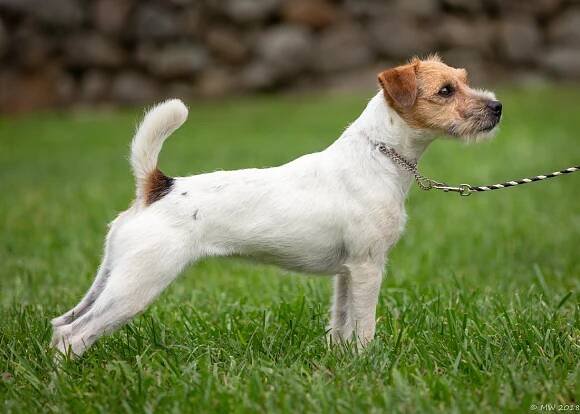 Tango is the Sire Of
