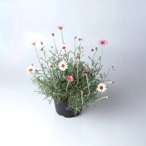 Q-Flower Rhodanthemum (Rhodanthemum Hybrid) mix výška cca 15 cm