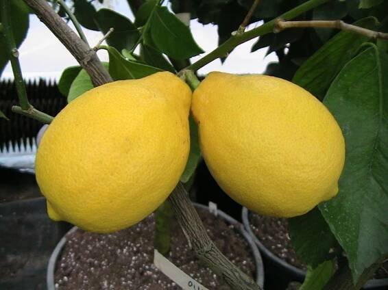 Citrus 'Adamo'