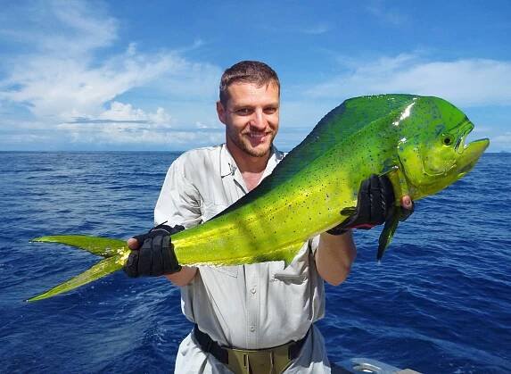 What is the Difference between Grouper and Mahi Mahi?
