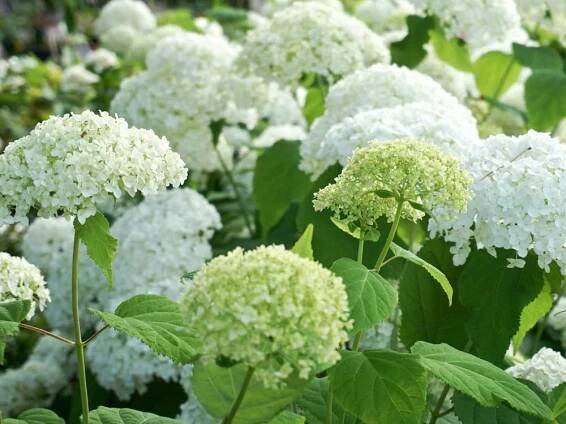 Hydrangea arborescens 'Annabelle'