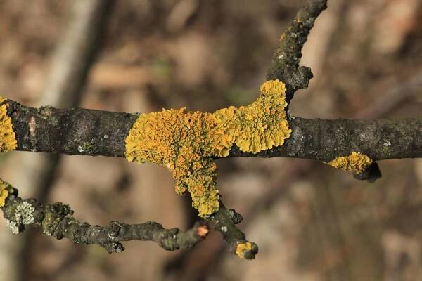 Diskovník múrový / Xanthoria parietina 