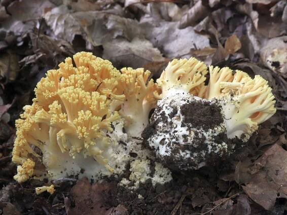 Ramaria albidoflava - kuřátka běložlutá - myko.cz