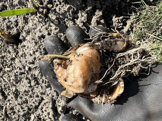 Hnijí cibulky tulipánů #6