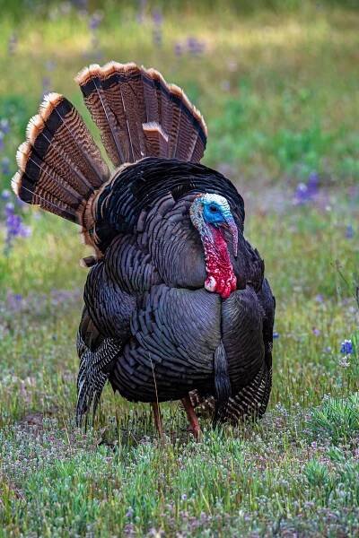 Wild Turkey, Felton, CA