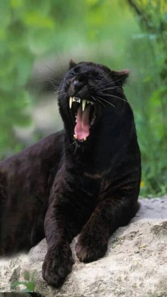 černý panter, panthera pardus, ženské zívání - levhart africký - stock snímky, obrázky a fotky
