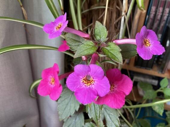 Achimenes – Shimmeringglade