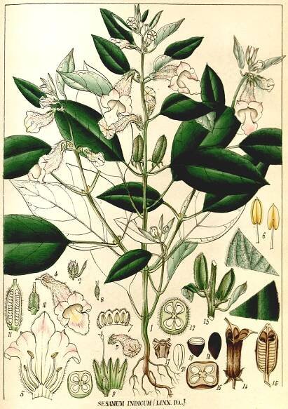 Angiosperm families - Pedaliaceae R. Br. 