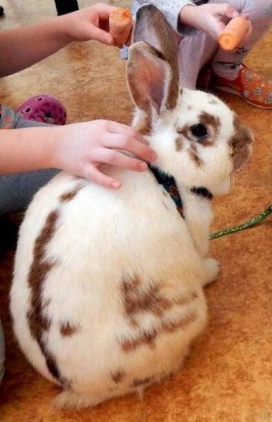 Minifarma Falbgery, Borová u Poličky | Farmy, ZOO, jízdy na koních