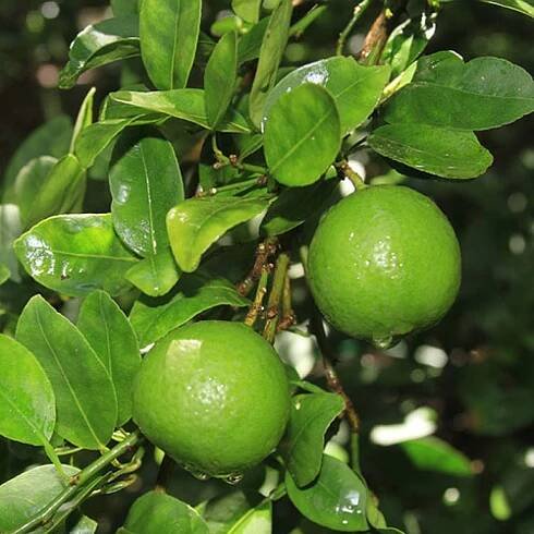 Citrus Aurantifolia Limetka Limetka 5 Semena Značka žádná značka