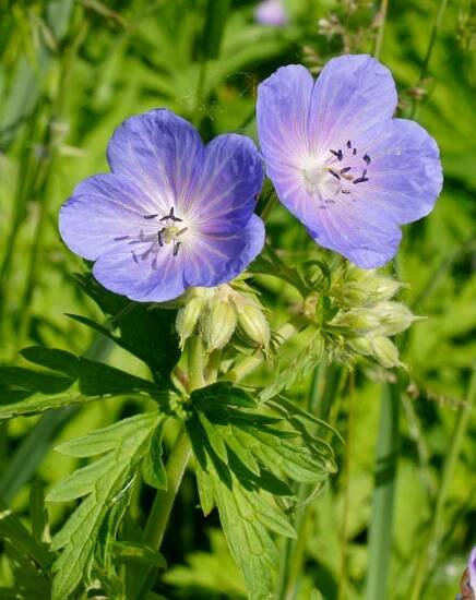 Soubor:Geranium pratense 2 RF.jpg – Wikipedie