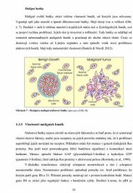 (PDF) Podmínky vzniku a vlastnosti nádorových buněk a jejich - DOKUMEN.TIPS