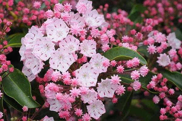 A horizontal image of pale pink Kalmia latifolia blossoms close up pictured on a soft focus background.