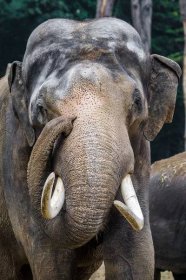 Mekong byl do letošního srpna jediným samcem v Zoo Praha. Za celý život zplodil pouze jedno mlád�ě.