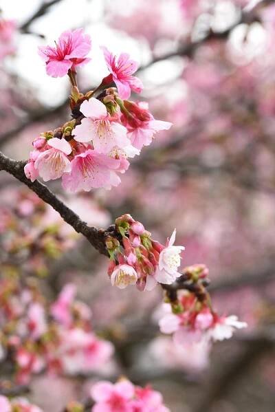 Download free HD stock image of Flowers Sakura