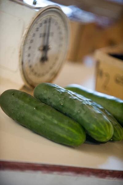 Growing cucumbers in home gardens | UMN Extension