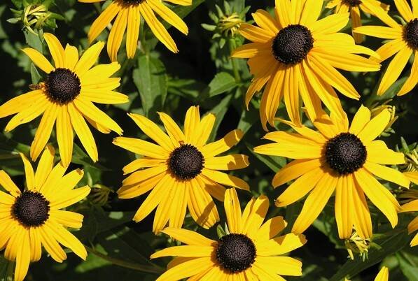 Rudbeckia Fulgida Goldsturm