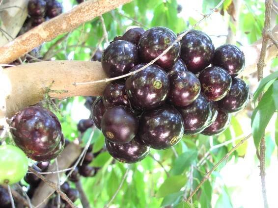 Jaboticaba — California Tropical Fruit Tree Nursery