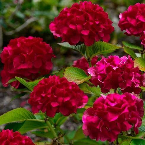 Hortenzie latnatá WIM'S RED višňová KRÁSNÁ intenzivně červená Latinský název hydrangea paniculata
