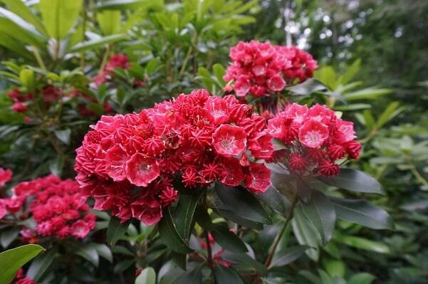 Gallery 1 — Lincoln Hill Botanical Garden
