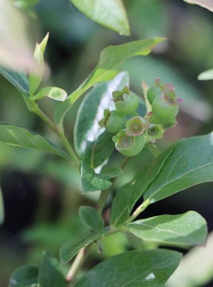 Vaccinium corymbosum 'Patriot' Kanadská borůvka 'Patriot' Nelen pro zelen dozrávající plody