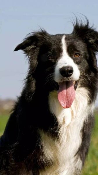 Pets to keep, as per zodiac sign