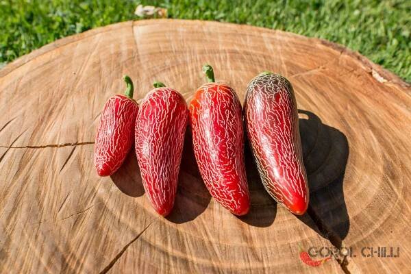 Jalapeno Corking | Chilli semena | Chilli semena | Chilli semínka | Chilli omáčky | GOROL CHILLI